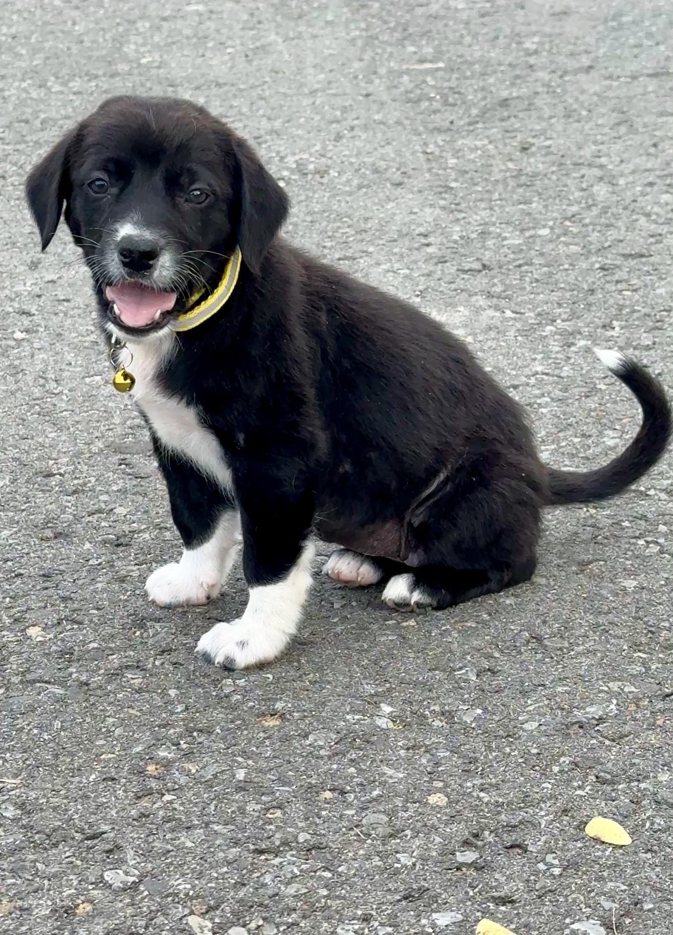 Enlarge Ms. Socks - Loving, Girl Puppy *LOW FEE*, a Adoptable mixed breed in Philadelphia, PA image 6/6