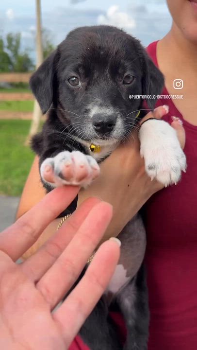 Enlarge Ms. Socks - Loving, Girl Puppy *LOW FEE*, a Adoptable mixed breed in Philadelphia, PA video 2/6