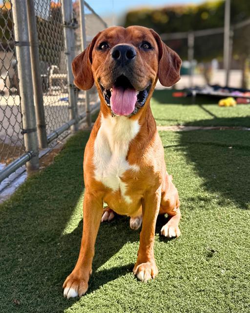 Enlarge CHIEF, a Adoptable mixed breed in Chula Vista, CA image 1/1