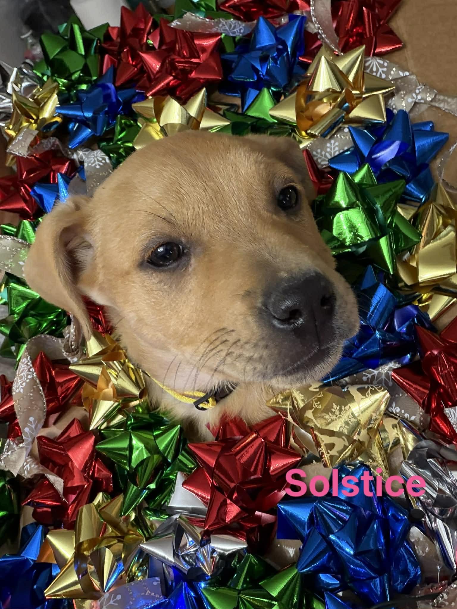 Enlarge Solstice , a ADOPTABLE mixed breed in Garden City, MI image 2/2
