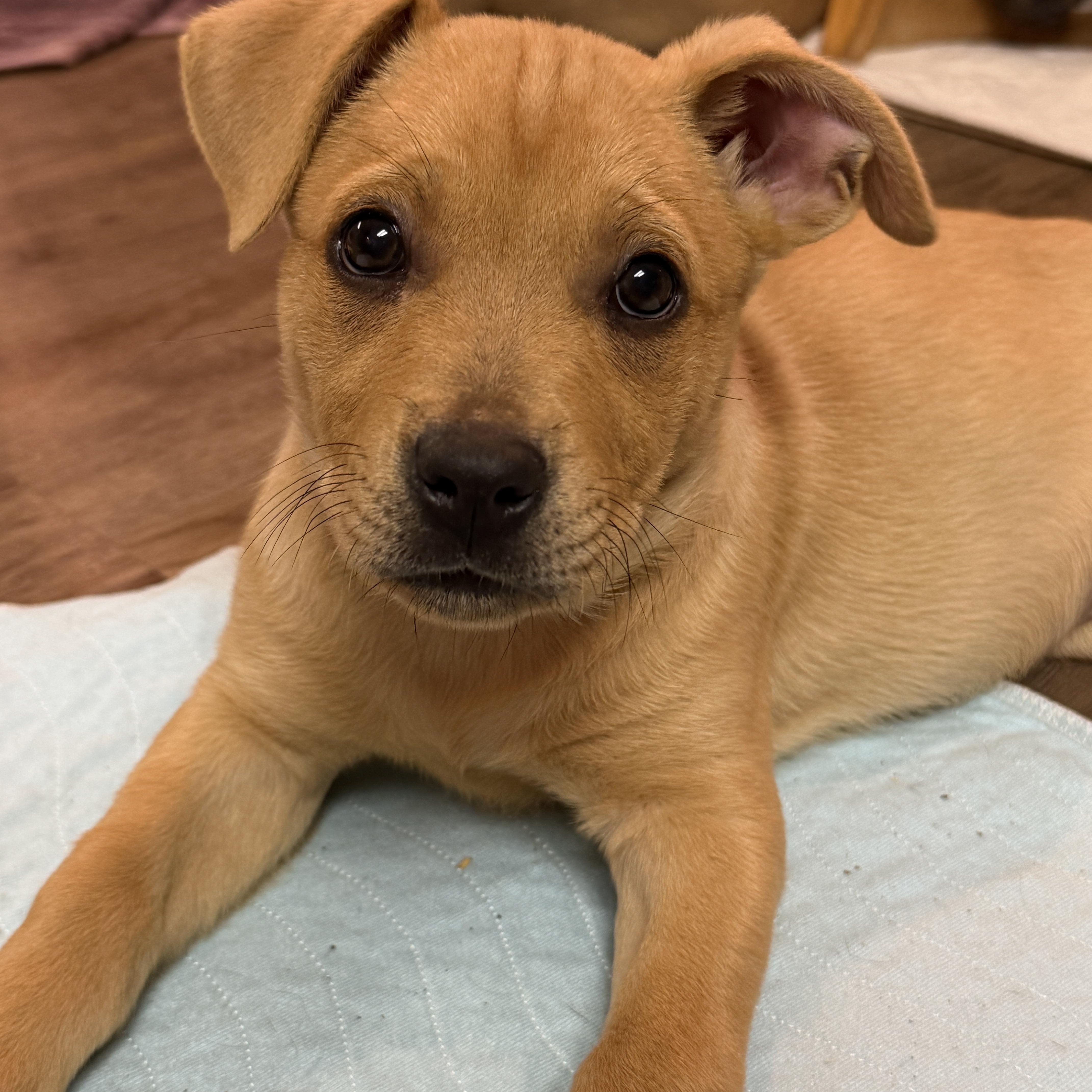 Enlarge Solstice , a ADOPTABLE mixed breed in Garden City, MI image 1/2
