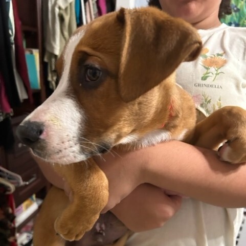 ELVIS DOOLITTLE, a Adoptable mixed breed in Murrieta, CA image 4/6