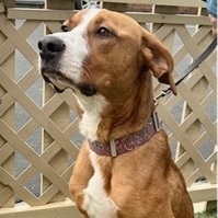 ELVIS DOOLITTLE, a Adoptable mixed breed in Murrieta, CA image 1/6