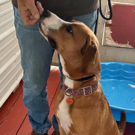 ELVIS DOOLITTLE, a Adoptable mixed breed in Murrieta, CA image 3/6