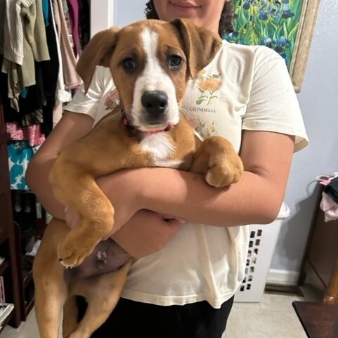 ELVIS DOOLITTLE, a Adoptable mixed breed in Murrieta, CA image 5/6