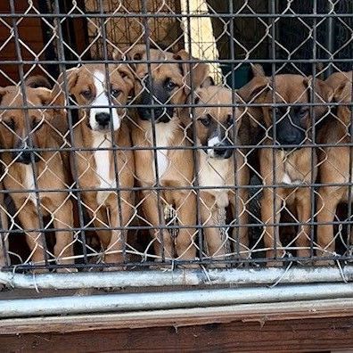 ELVIS DOOLITTLE, a Adoptable mixed breed in Murrieta, CA image 6/6