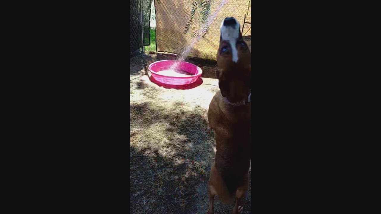 Enlarge ELVIS DOOLITTLE, a Adoptable mixed breed in Murrieta, CA video 2/6