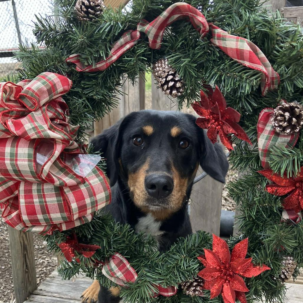 Enlarge Belladonna, a Adoptable mixed breed in Pulaski, TN image 1/3