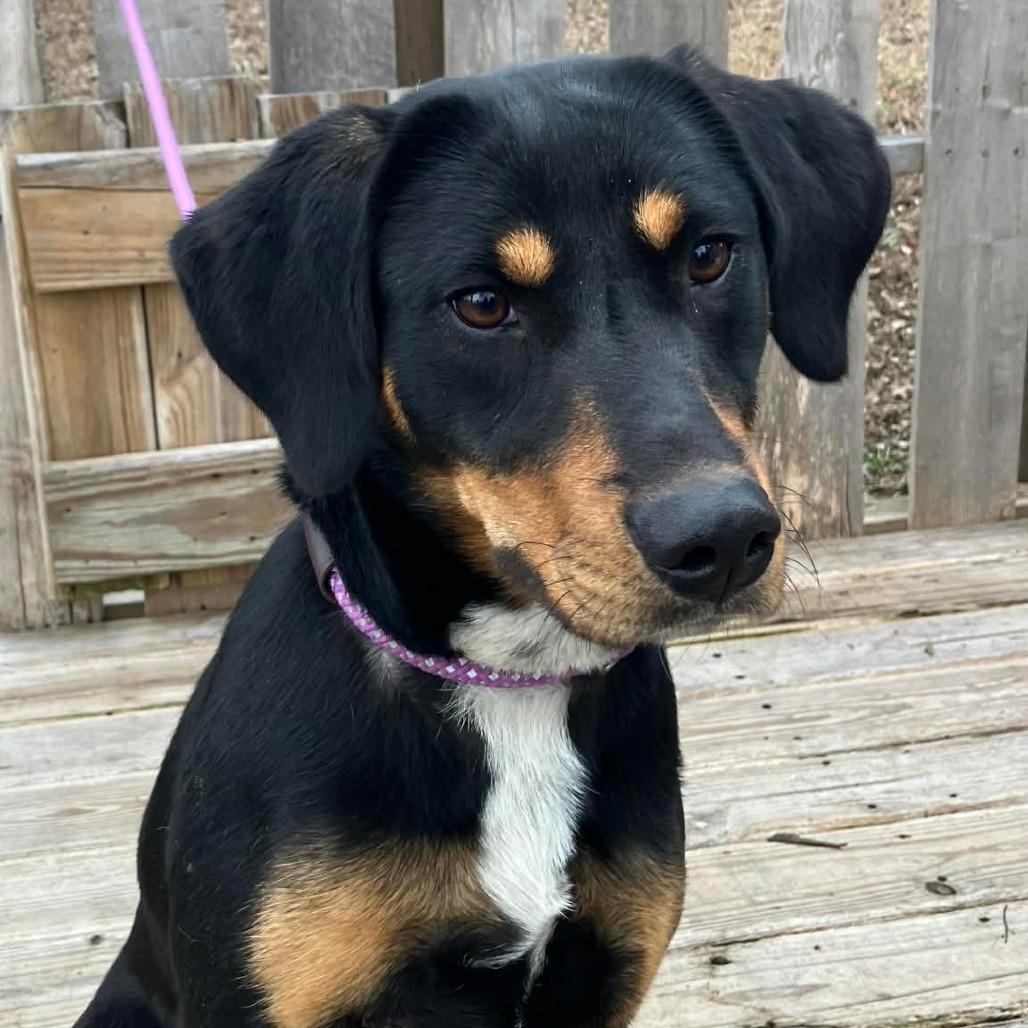 Enlarge Belladonna, a Adoptable mixed breed in Pulaski, TN image 2/3