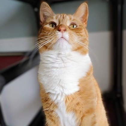 Pixie, a Adoptable Domestic Short Hair in Belmont, NY image 5/6