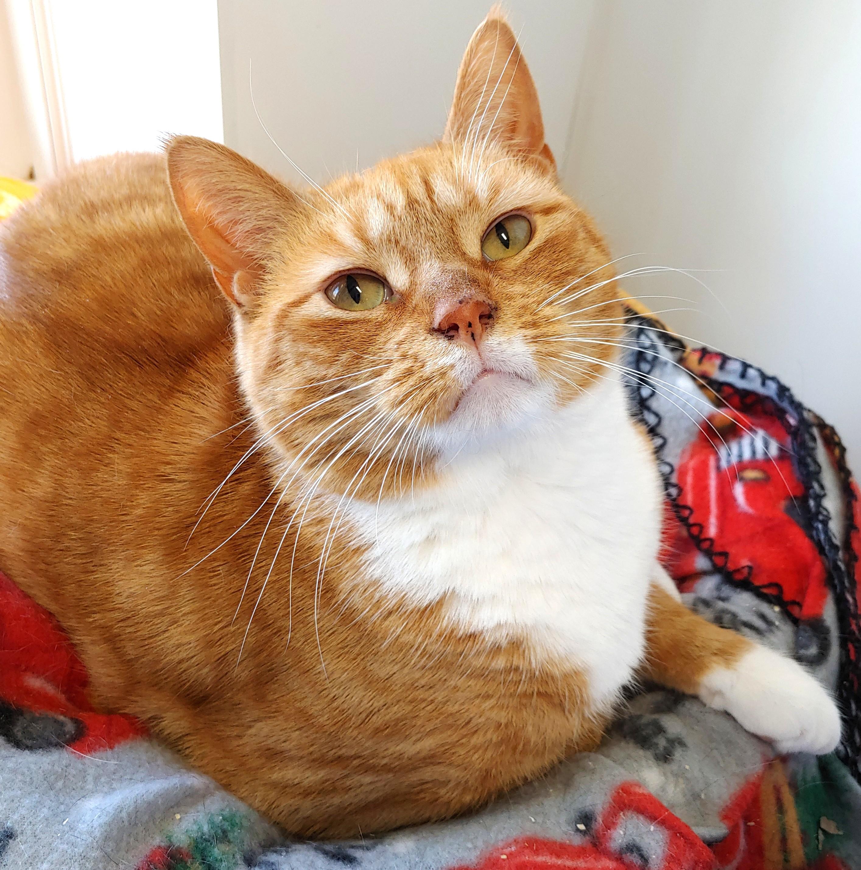 Pixie, Adoptable, Adult Female Domestic Short Hair.