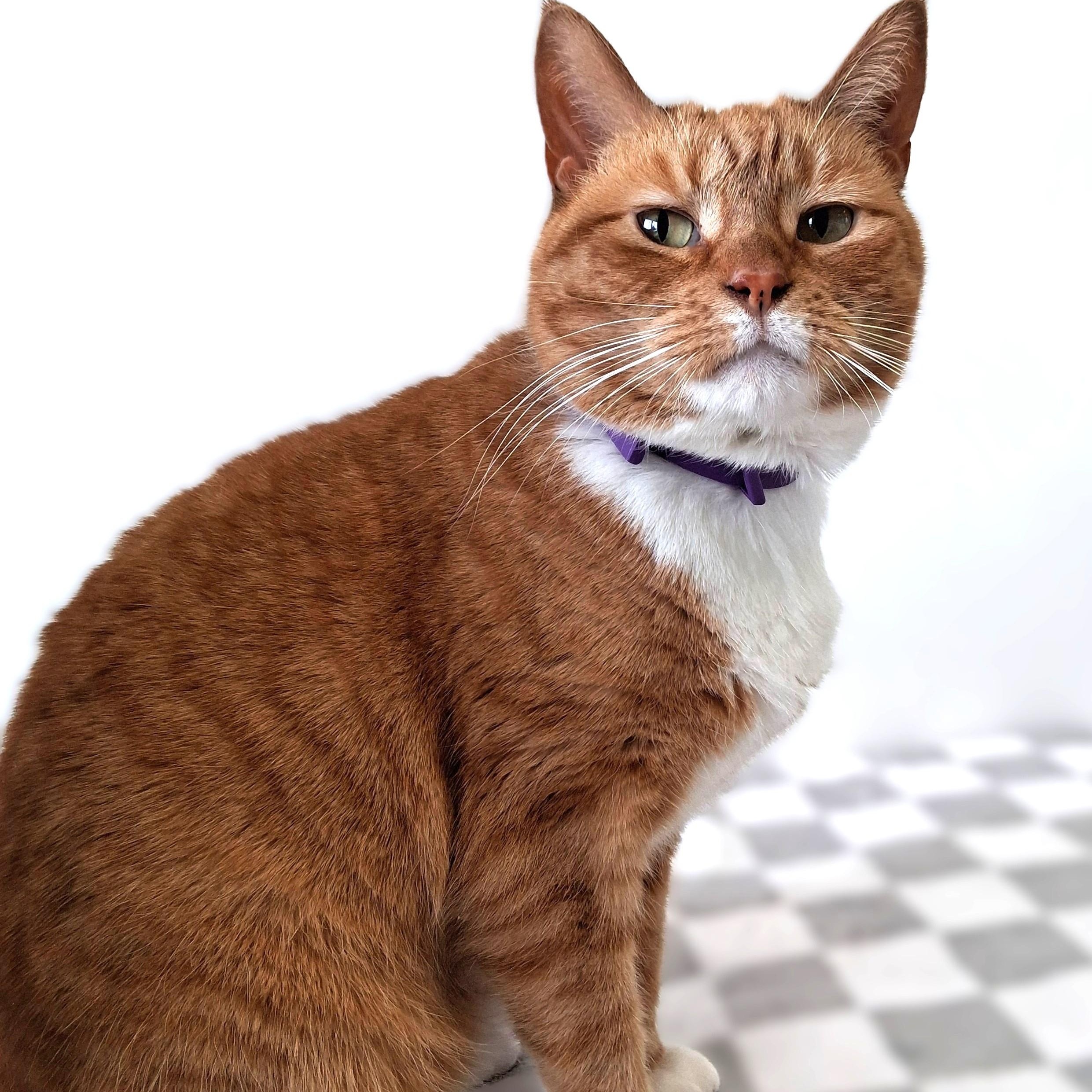 Enlarge Pixie, a Adoptable Domestic Short Hair in Belmont, NY image 2/6