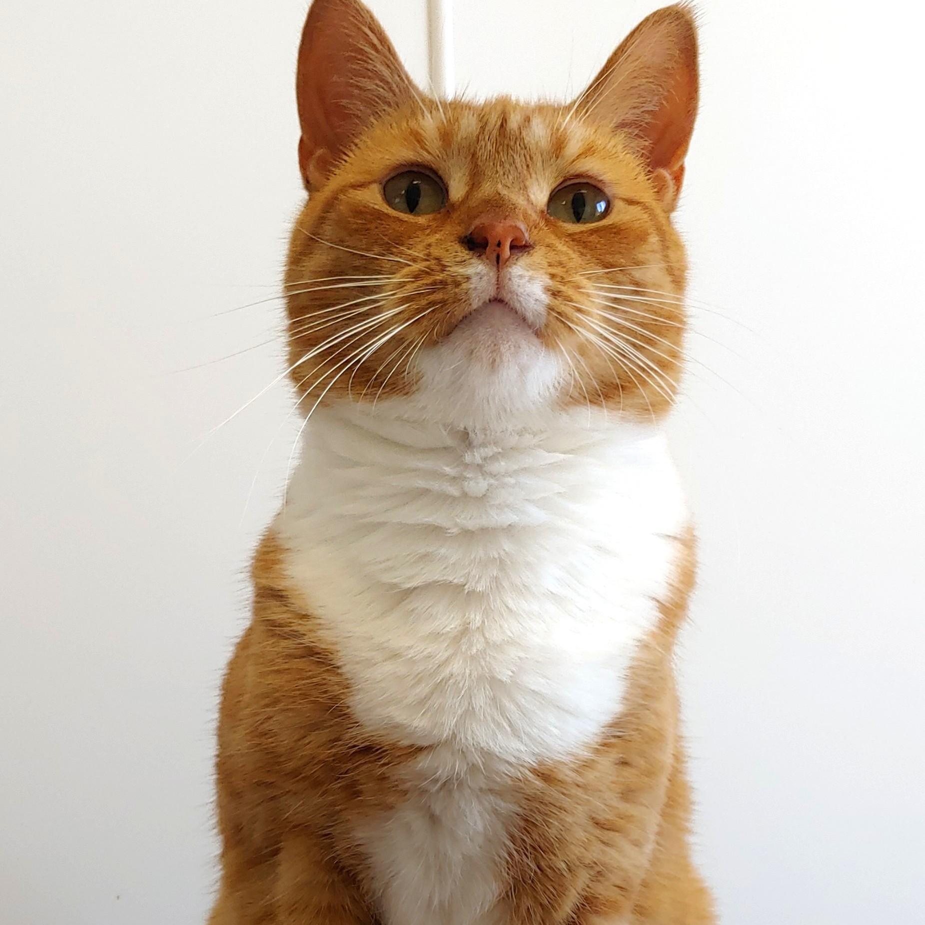 Pixie, a Adoptable Domestic Short Hair in Belmont, NY image 3/6