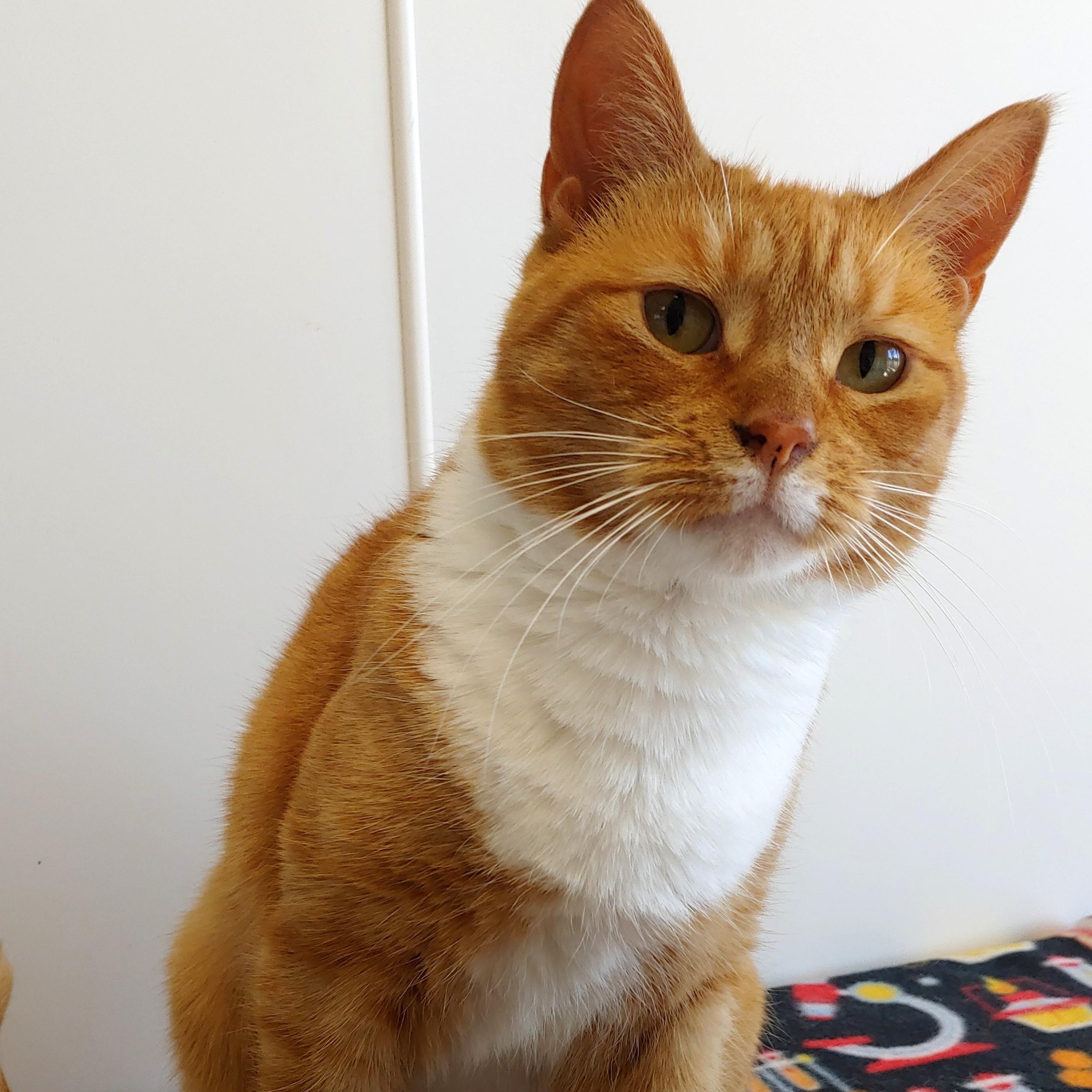 Pixie, a Adoptable Domestic Short Hair in Belmont, NY image 4/6