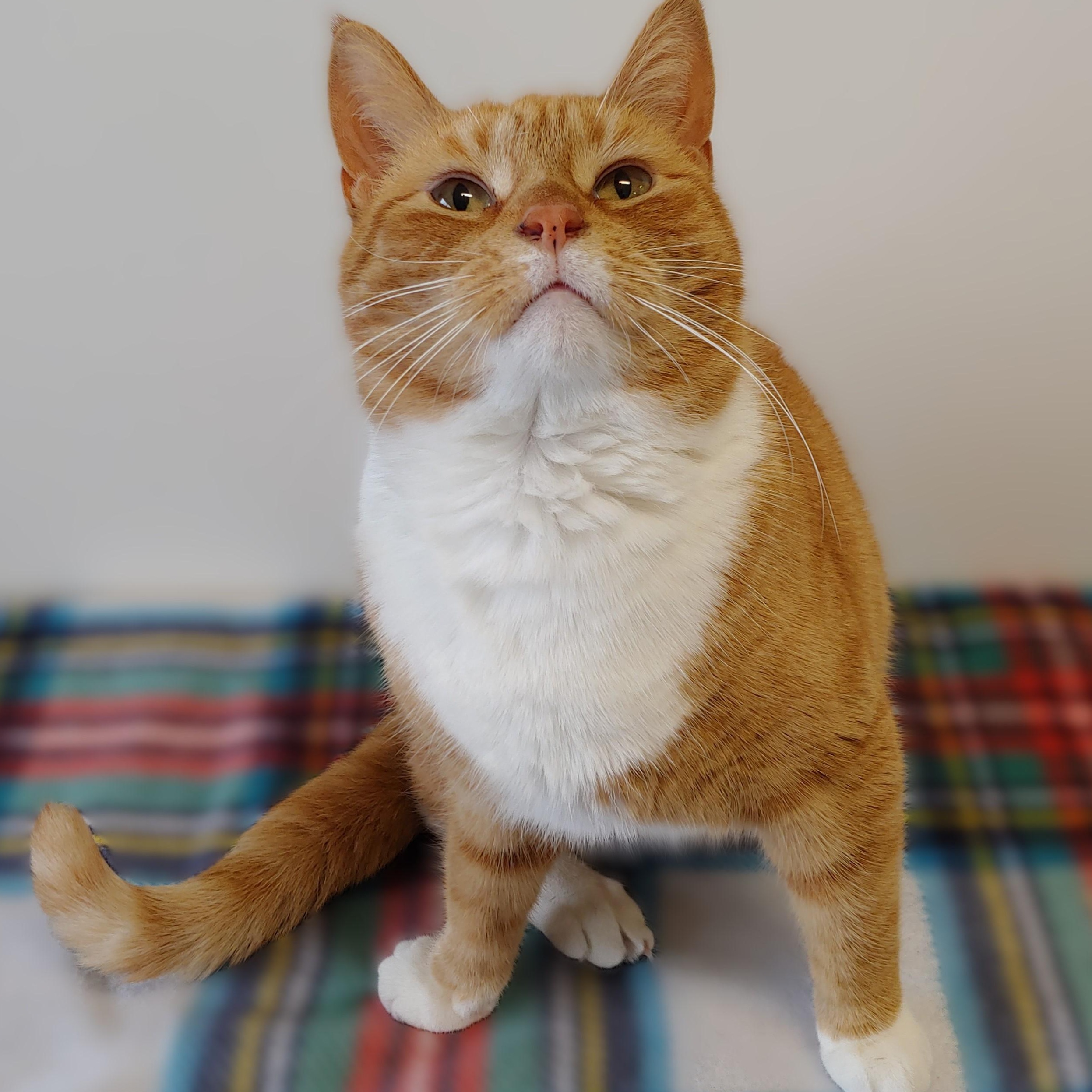 Pixie, a Adoptable Domestic Short Hair in Belmont, NY image 6/6