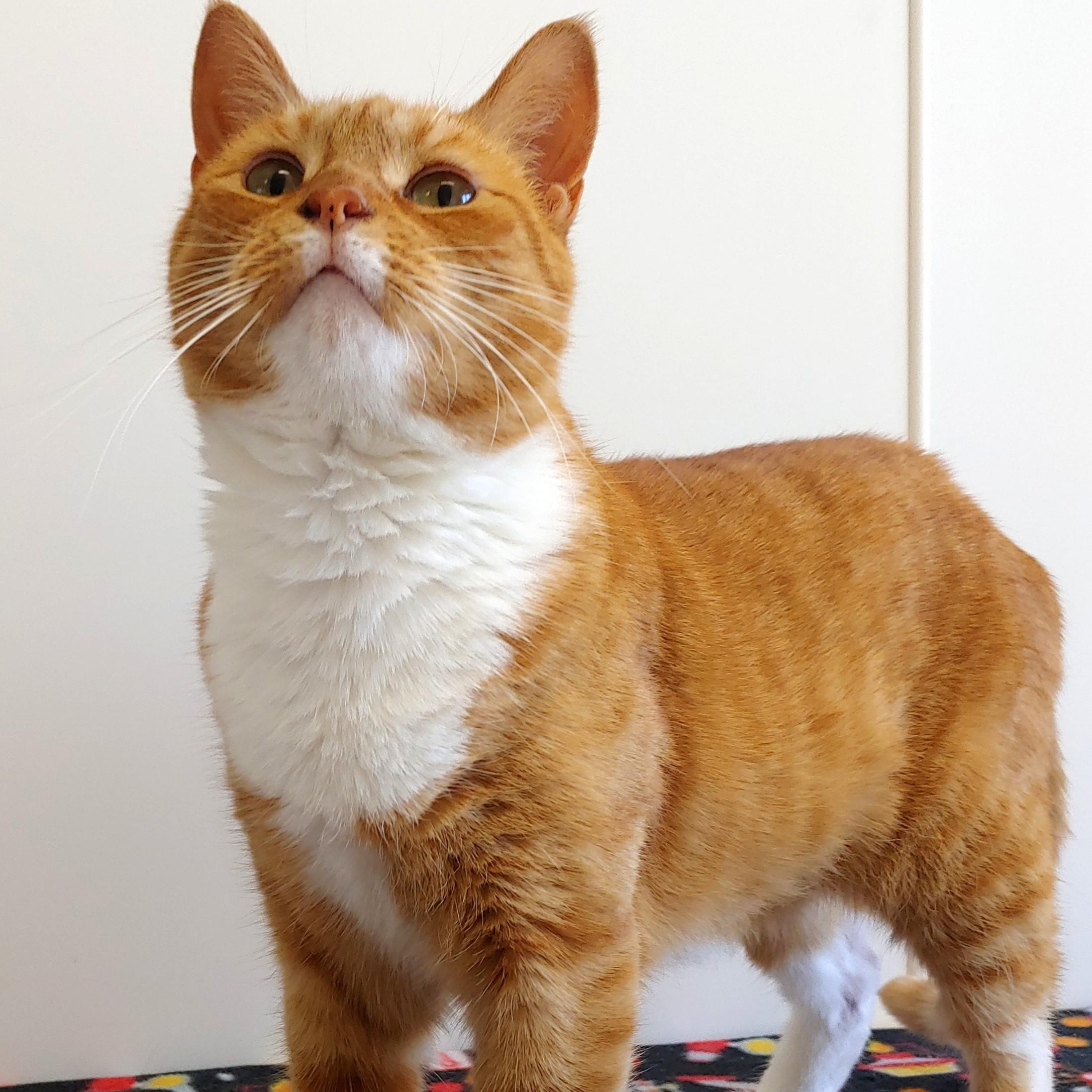 Pixie, Adoptable, Adult Female Domestic Short Hair.