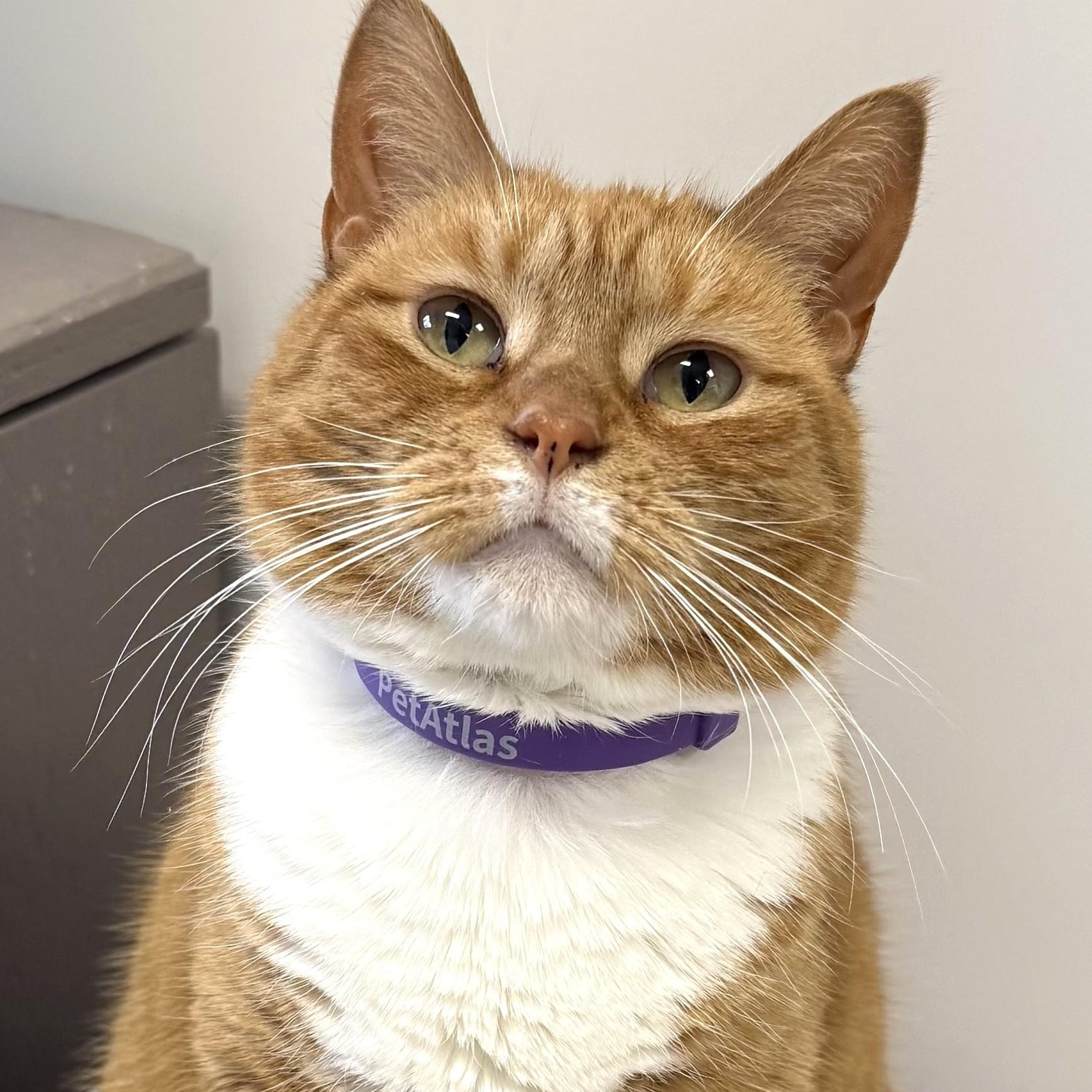 Pixie, Adoptable, Adult Female Domestic Short Hair.