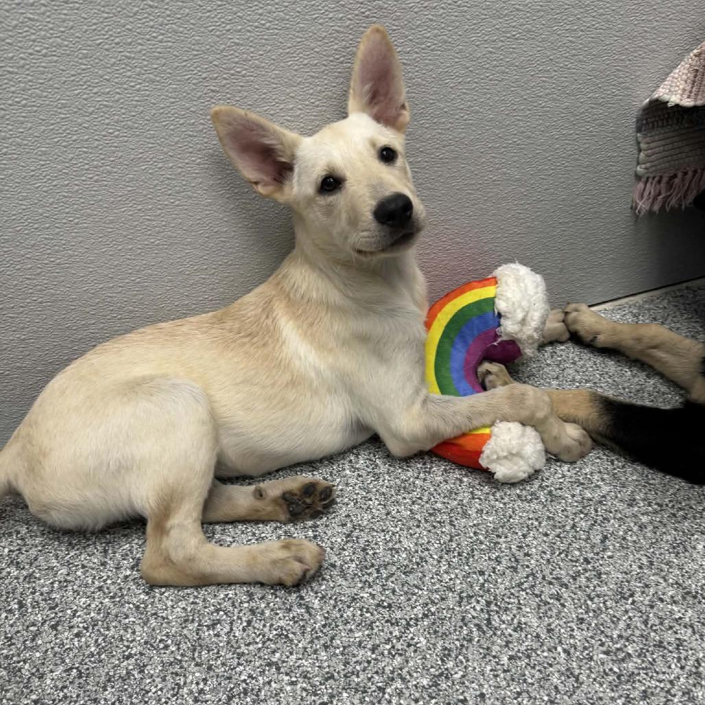 Rexxy, adopted, Puppy Female German Shepherd Dog & Mixed Breed.