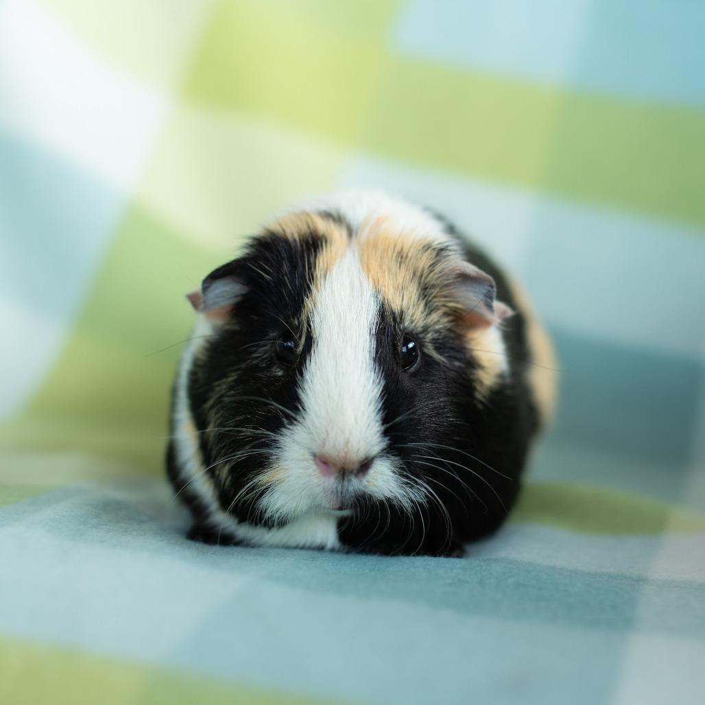 Enlarge Winnie, a Adoptable Guinea Pig in Warwick, RI image 1/3