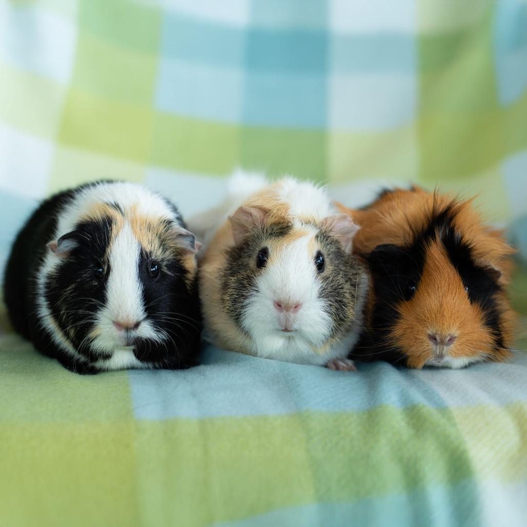 Enlarge Winnie, a Adoptable Guinea Pig in Warwick, RI image 2/3