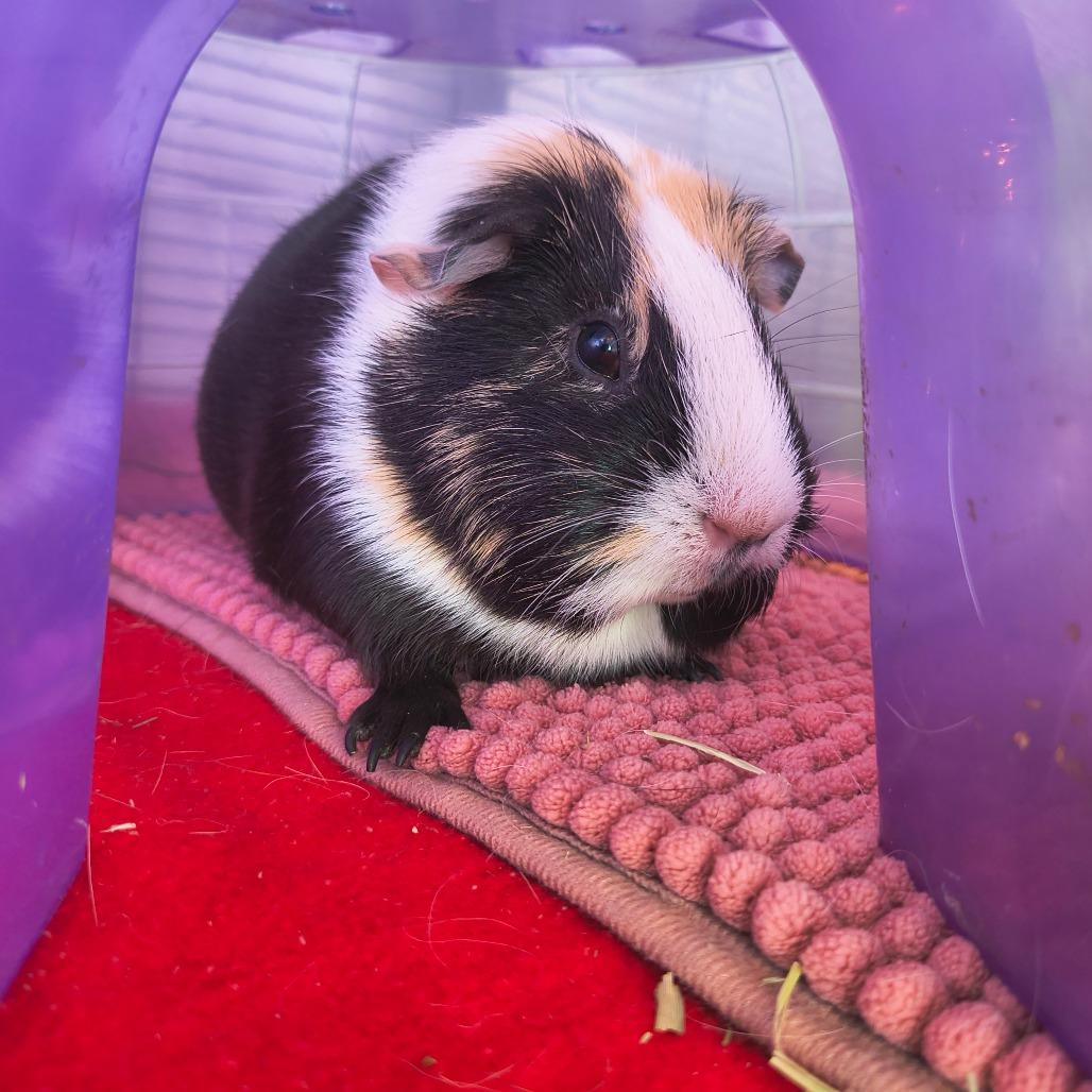 Enlarge Winnie, a Adoptable Guinea Pig in Warwick, RI image 3/3
