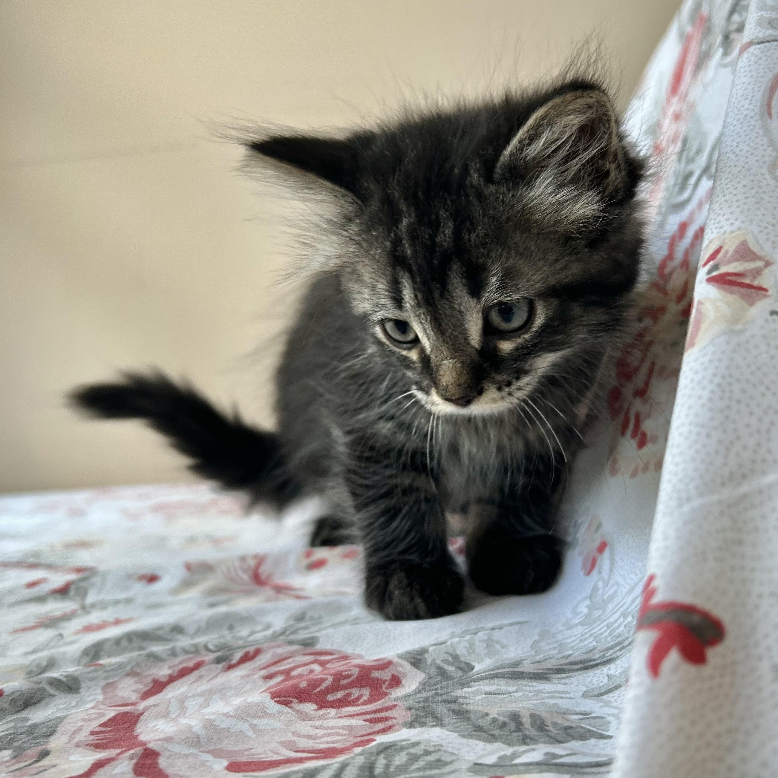 Enlarge Alfie, a Adoptable Domestic Long Hair in Seymour, TN image 1/1