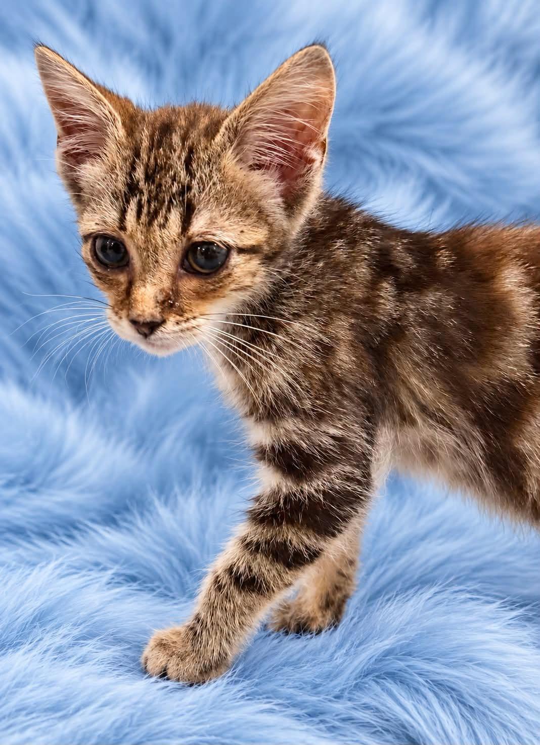 Enlarge Sarabi, a Adoptable American Shorthair in Guntersville, AL image 1/1