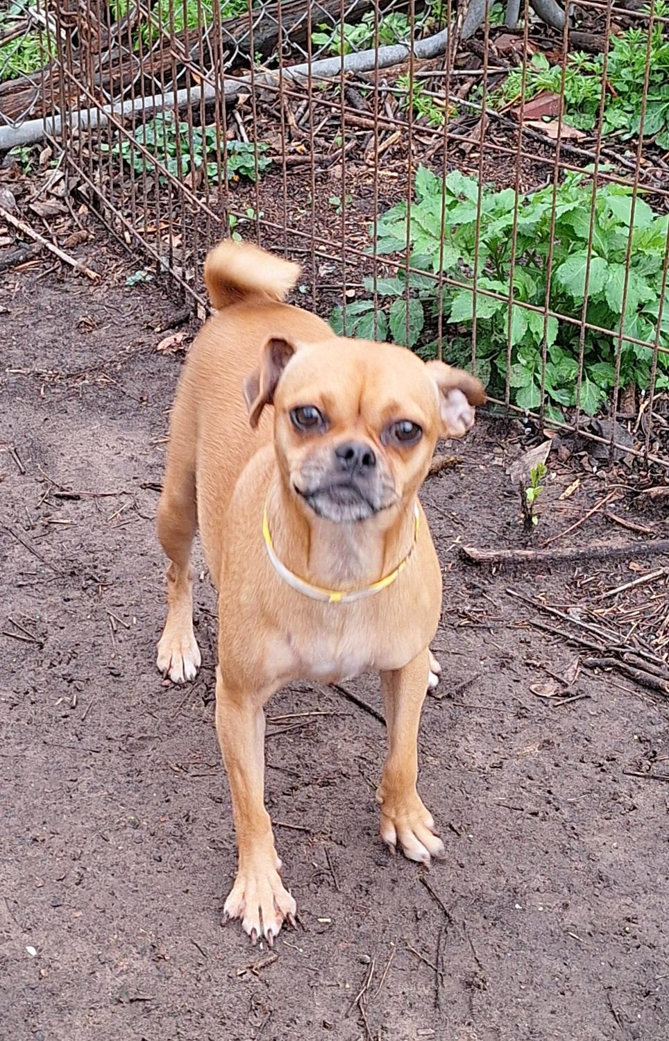 Temika WA14283-T, a Adoptable mixed breed in Bellevue, WA image 3/4