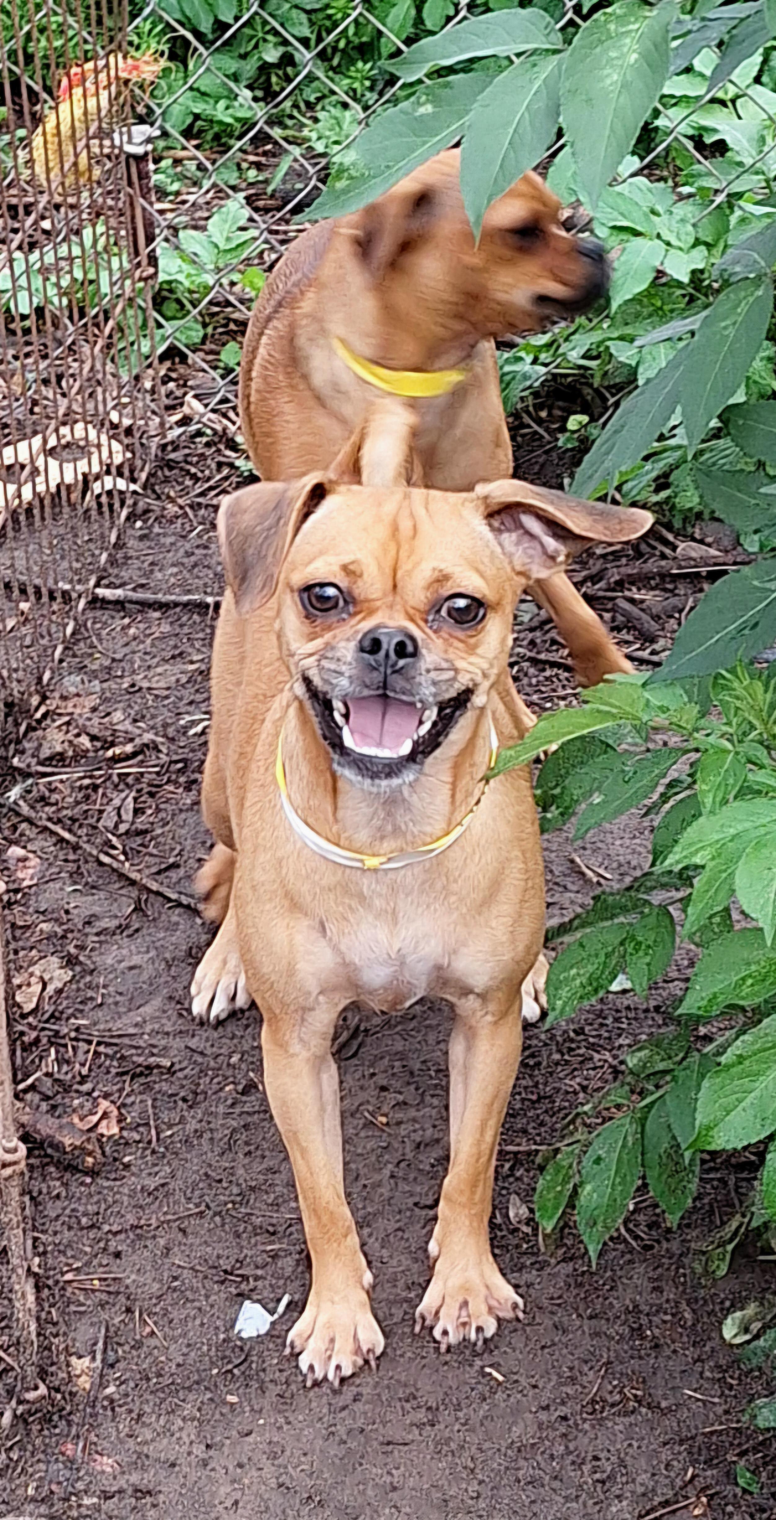 Temika WA14283-T, a Adoptable mixed breed in Bellevue, WA image 4/4
