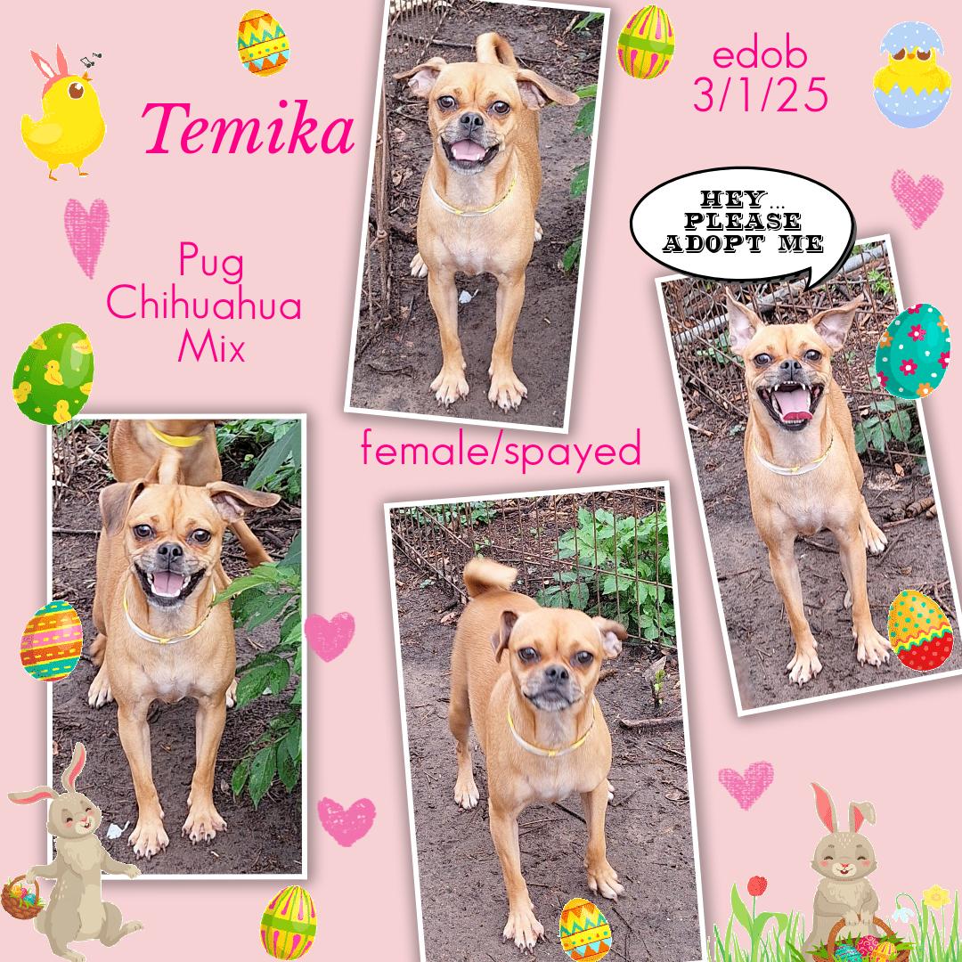 Temika WA14283-T, a Adoptable mixed breed in Bellevue, WA image 1/4