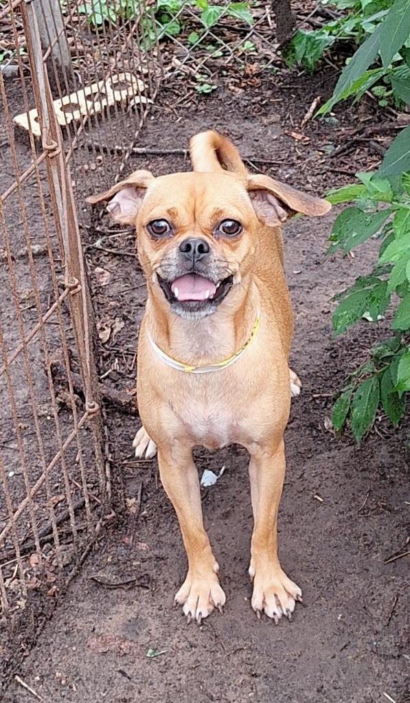 Temika WA14283-T, a Adoptable mixed breed in Bellevue, WA image 2/4