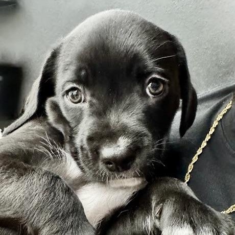 Enlarge Tuxedo, a Adoptable mixed breed in South San Francisco, CA image 5/6