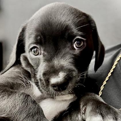 Tuxedo, Adoptable, Puppy Male Mixed Breed.