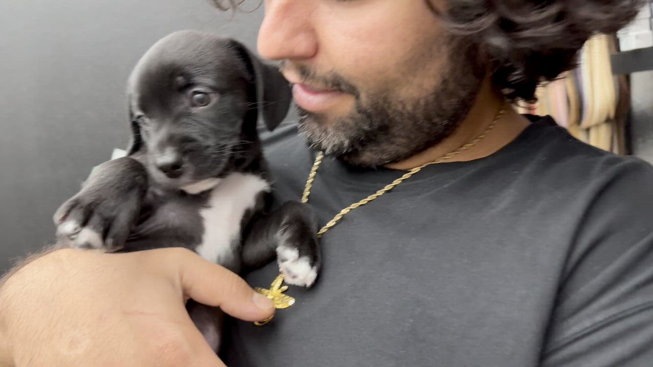 Enlarge Tuxedo, a Adoptable mixed breed in South San Francisco, CA video 6/6