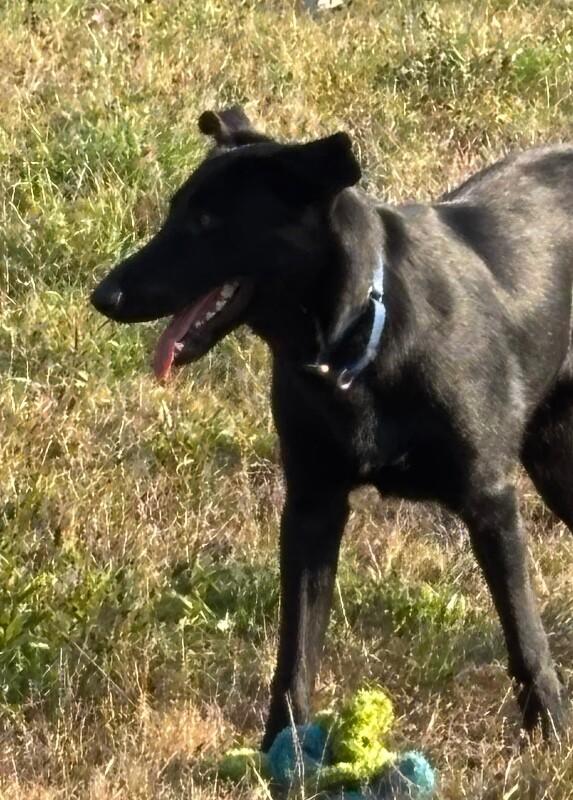 Tommy, Adoptable, Adult Male Mixed Breed.