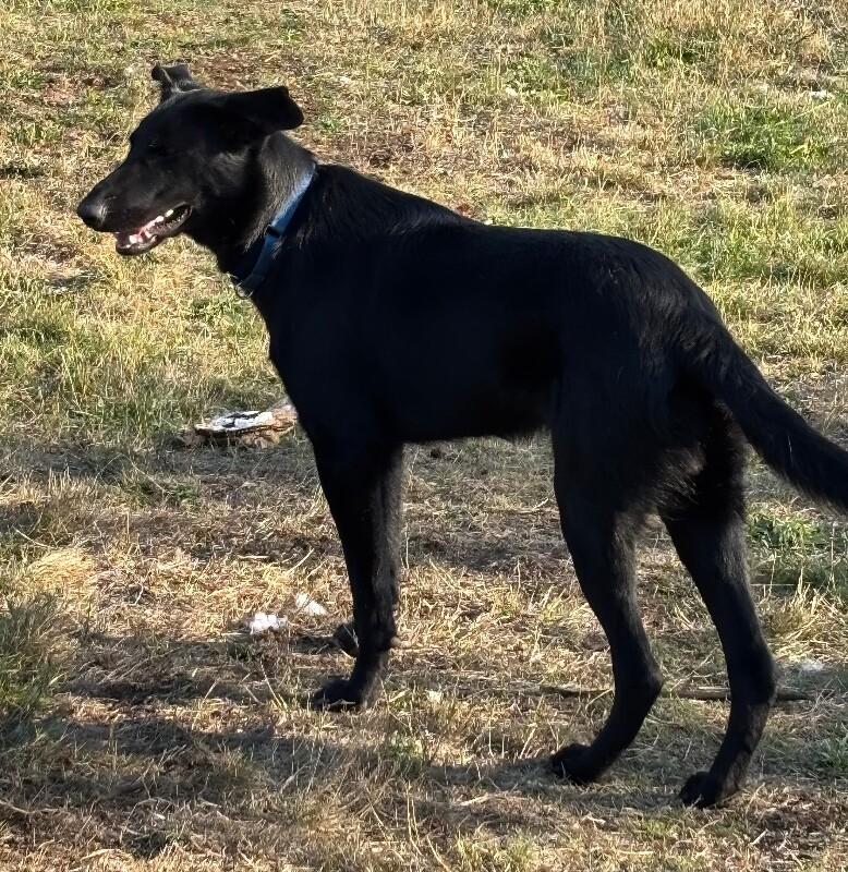 Enlarge Tommy, a Adoptable mixed breed in Seattle, WA image 2/6