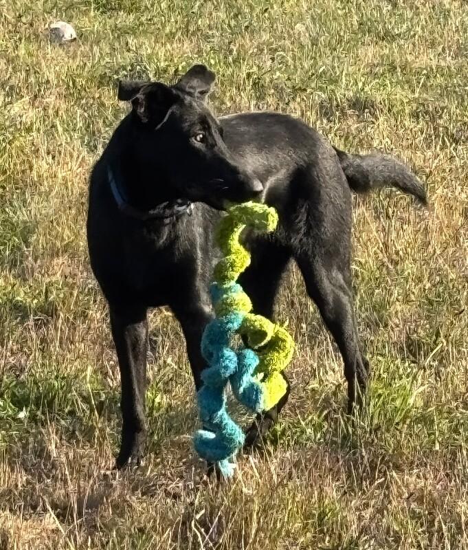 Enlarge Tommy, a Adoptable mixed breed in Seattle, WA image 3/6