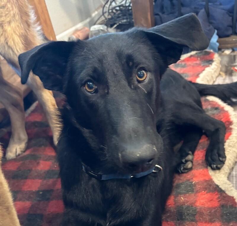 Enlarge Tommy, a Adoptable mixed breed in Seattle, WA image 4/6