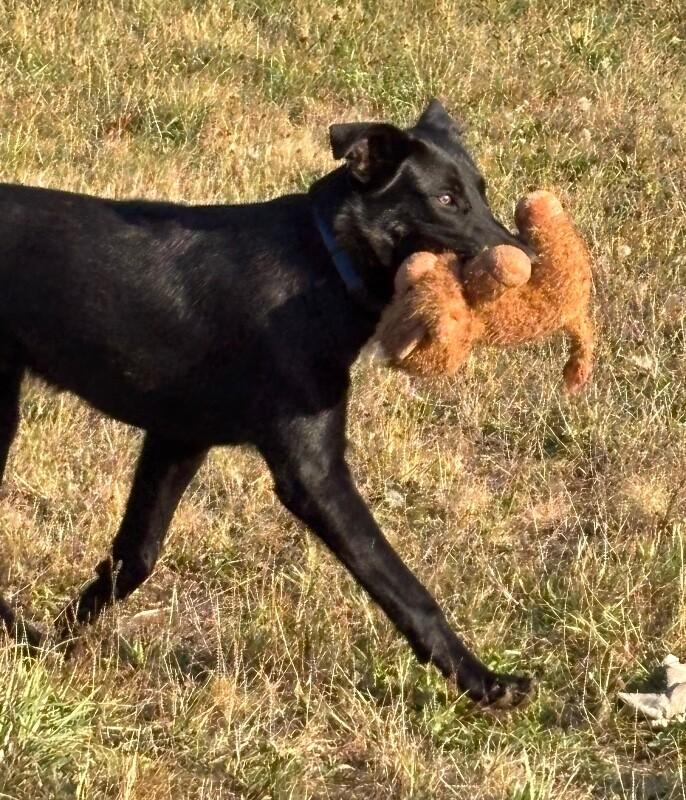 Enlarge Tommy, a Adoptable mixed breed in Seattle, WA image 5/6