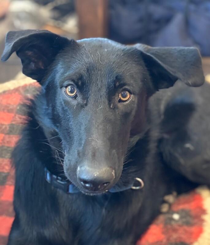 Enlarge Tommy, a Adoptable mixed breed in Seattle, WA image 6/6