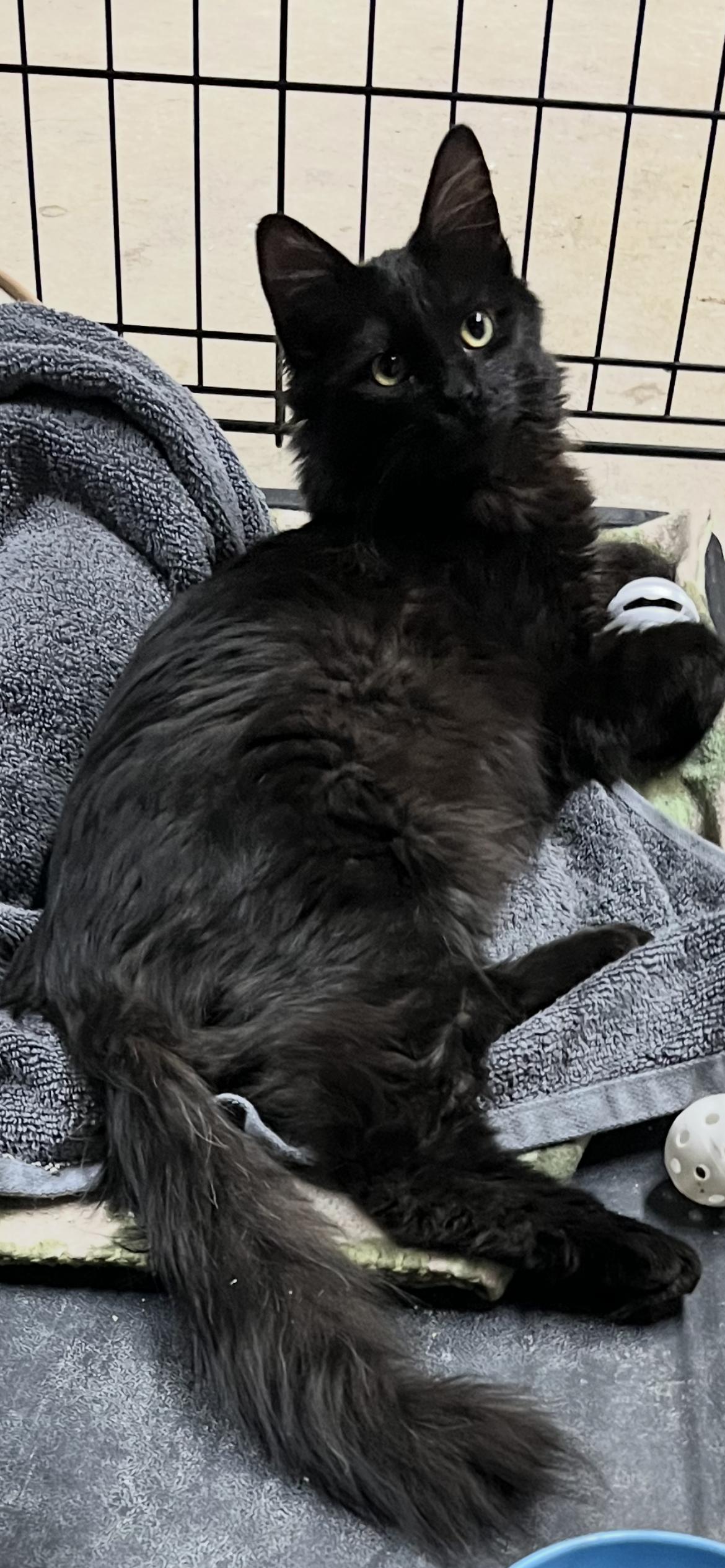 Harris, Adoptable, Adult Male Domestic Short Hair.