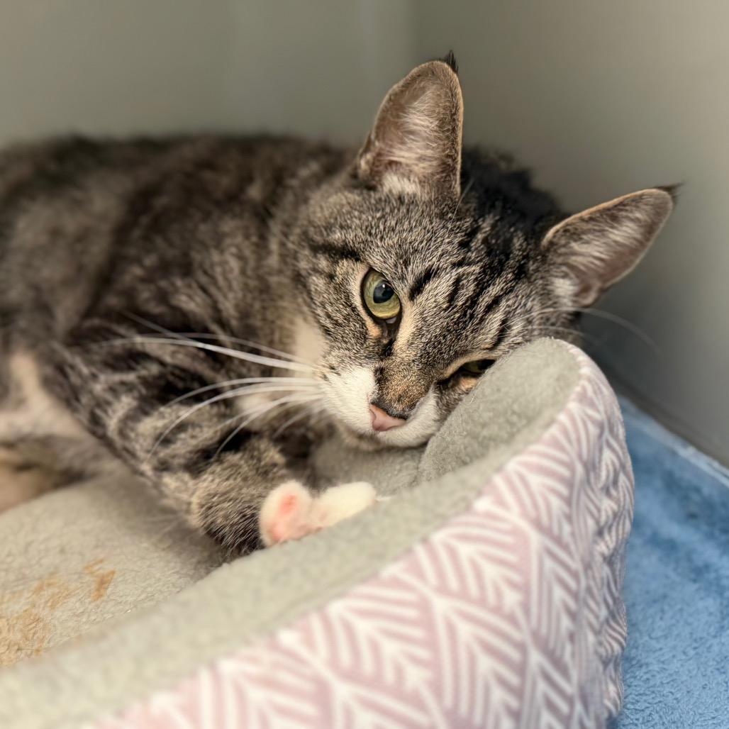 Marie Curie, a Adoptable Domestic Short Hair in Enfield, NH image 1/6