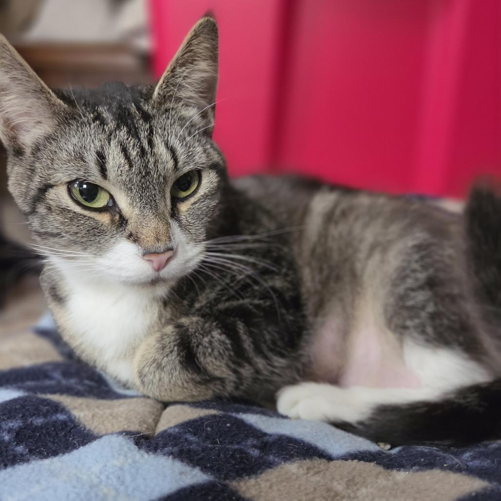 Marie Curie, a Adoptable Domestic Short Hair in Enfield, NH image 2/6