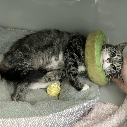 Marie Curie, a Adoptable Domestic Short Hair in Enfield, NH image 3/6