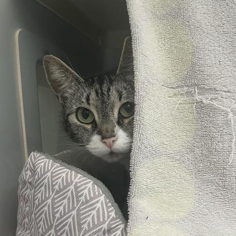 Marie Curie, a Adoptable Domestic Short Hair in Enfield, NH image 4/6