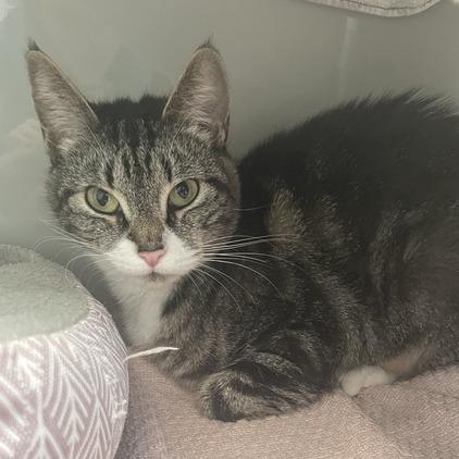 Marie Curie, a Adoptable Domestic Short Hair in Enfield, NH image 5/6