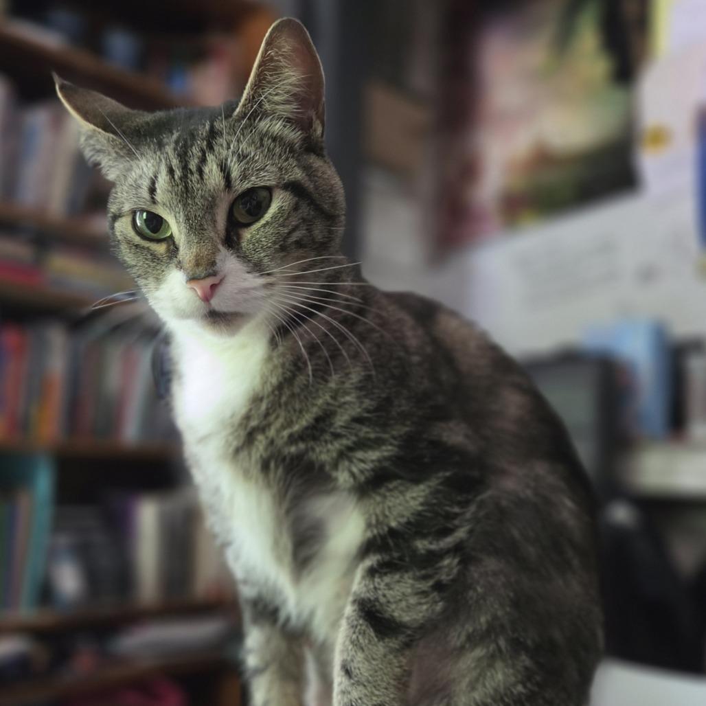 Marie Curie, a Adoptable Domestic Short Hair in Enfield, NH image 6/6