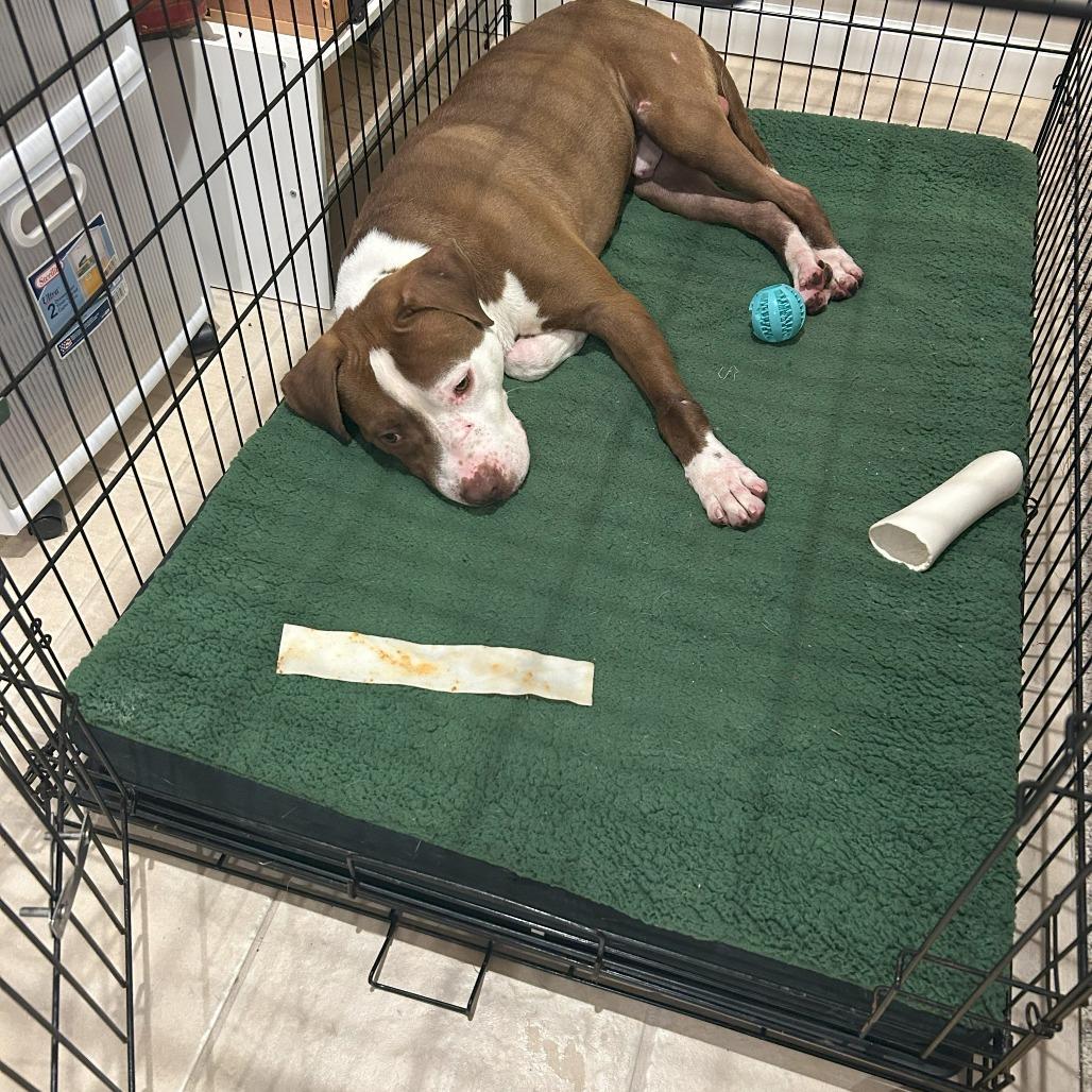 Enlarge Wishbone, a Adoptable American Bulldog in Rockville, MD image 2/6