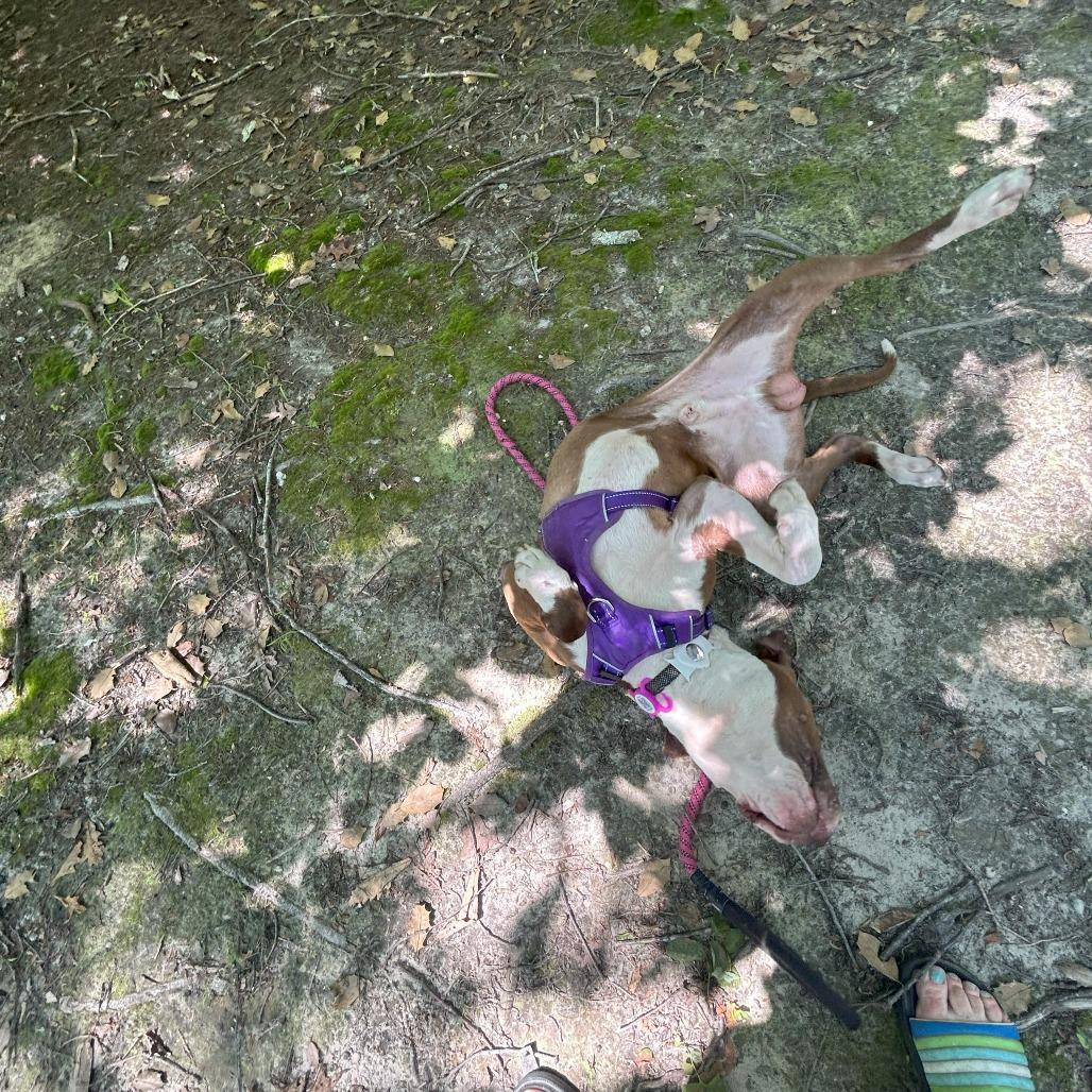 Wishbone, a Adoptable American Bulldog in Rockville, MD image 1/6