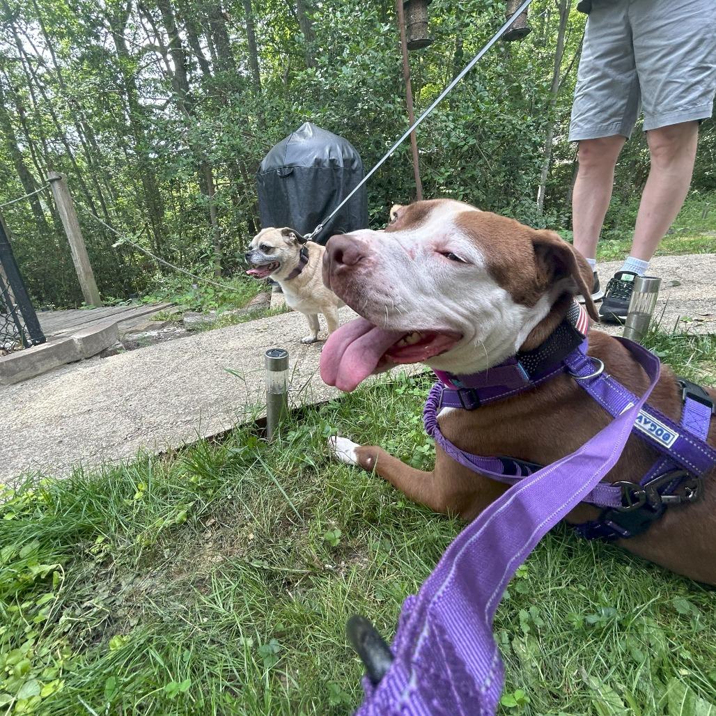 Enlarge Wishbone, a Adoptable American Bulldog in Rockville, MD image 3/6